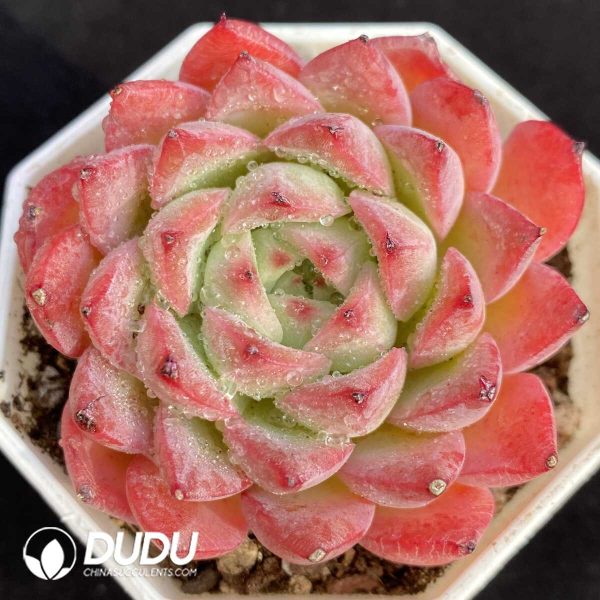 Echeveria Wind Love - Image 1