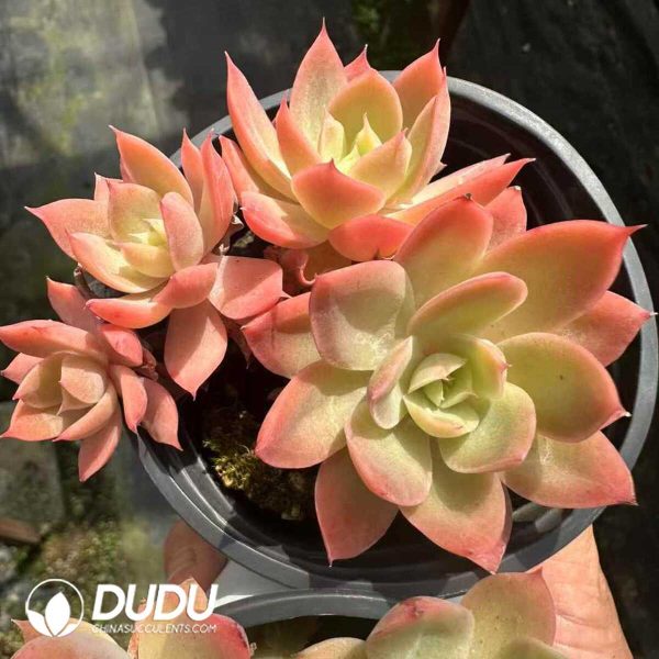 Echeveria Silk Veil - Image 1