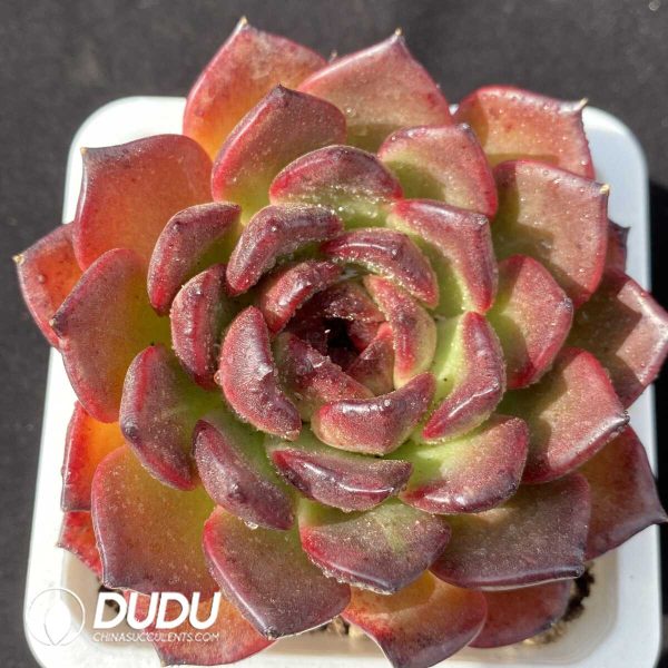 e201-974.jpg Echeveria Xuanyue - Image 1