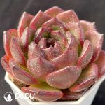 Echeveria Xuanyue