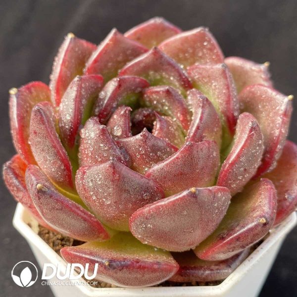 Echeveria Xuanyue - Image 1