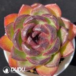 Echeveria Xuan Orange