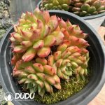 Echeveria Magic Fire Clustering