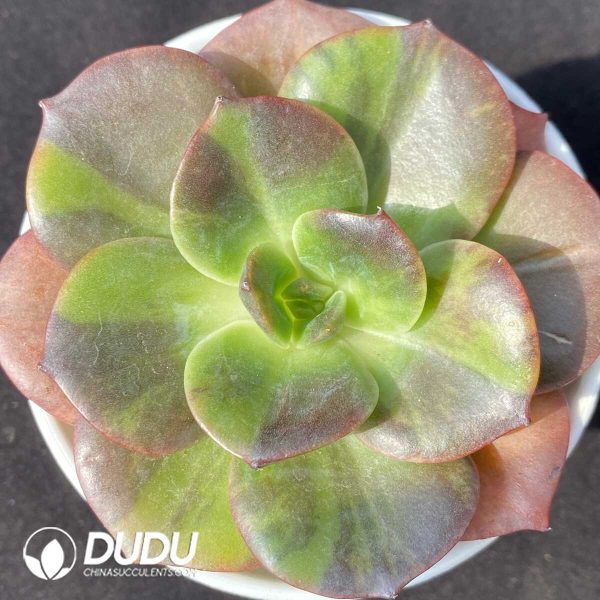 e201-980.jpg Echeveria Bluementa Variegated - Image 1