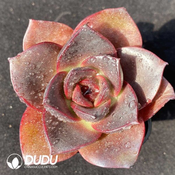 Echeveria Glowing Rose - Image 1