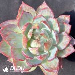 Echeveria Jinghong Fairy