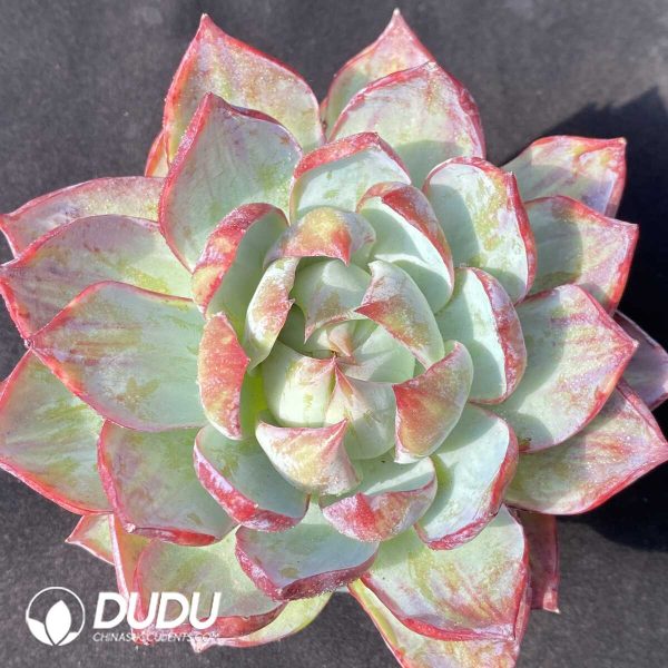 Echeveria Jinghong Fairy - Image 1