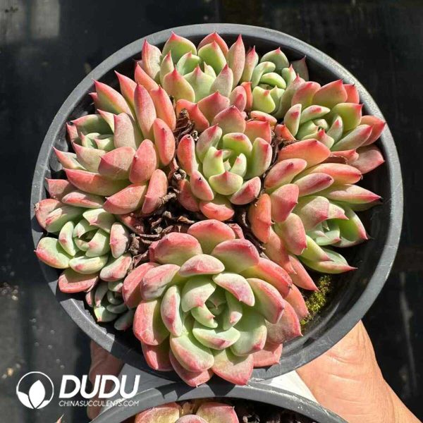 Echeveria Nana Mini Hook Multiple Heads Clustering - Image 1