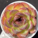 Echeveria Purple Rose