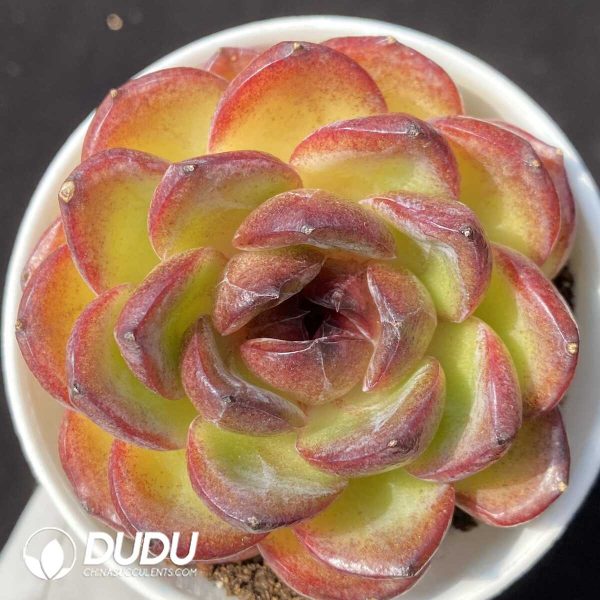 Echeveria Purple Rose - Image 1