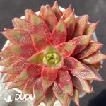 Echeveria Red Neptune