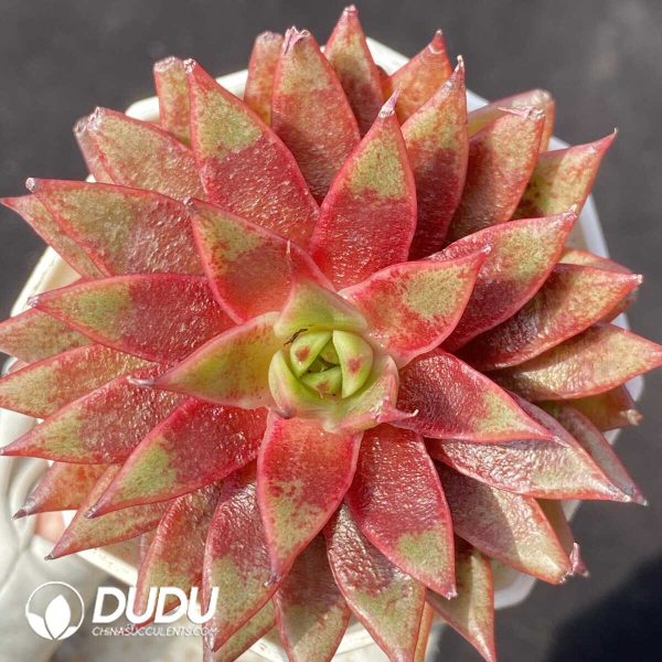 Echeveria Red Neptune - Image 1