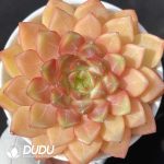 Echeveria MyBoo