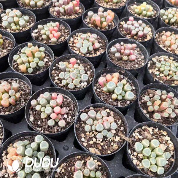 e201-994.jpg Fenestraria Aurantiaca Variegated - Image 1