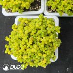 Dicrocaulon ramulosum