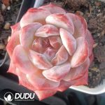 Echeveria Rock Sugar Crystals