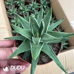 Haworthia Marginata 'White Edge'