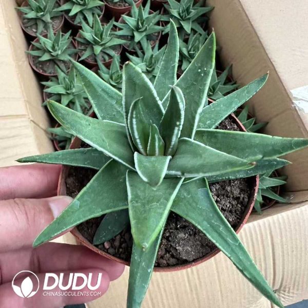 e201-997.jpg Haworthia Marginata 'White Edge' - Image 1