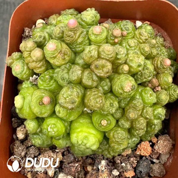 e201-999.jpg Mammillaria Bocasana cv.Fred - Image 1