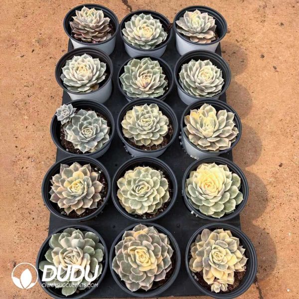 Echeveria Onslow Variegated - Image 2