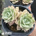 Echeveria Deresina Double Head - Image 2