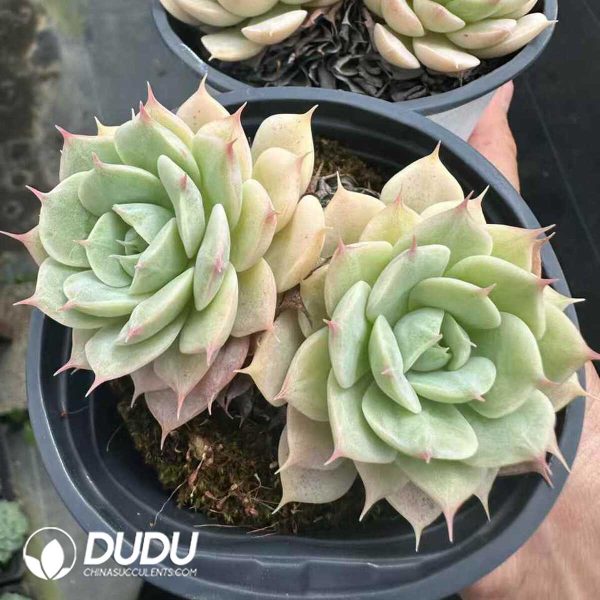 Echeveria Deresina Double Head - Image 2