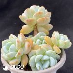 Cold Incense Clustering - Image 2