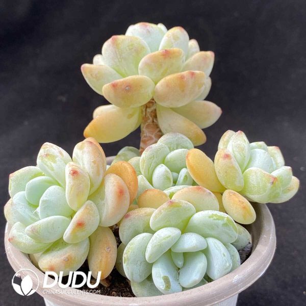 Cold Incense Clustering - Image 2