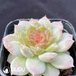 Echeveria Wild Fire Sunflower - Image 2