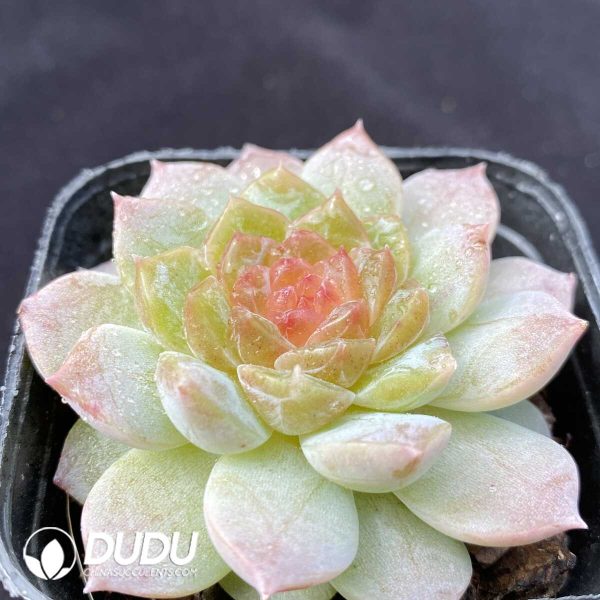 Echeveria Wild Fire Sunflower - Image 2