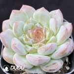 Echeveria Coral Island - Image 2