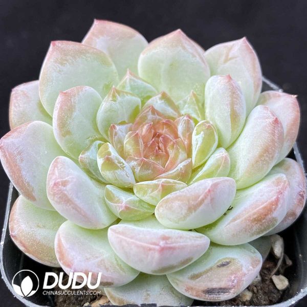 Echeveria Coral Island - Image 2