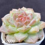 Echeveria Ice Glaze - Image 2