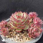 Echeveria Latam Colorata Cluster - Image 2