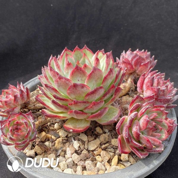 Echeveria Latam Colorata Cluster - Image 2