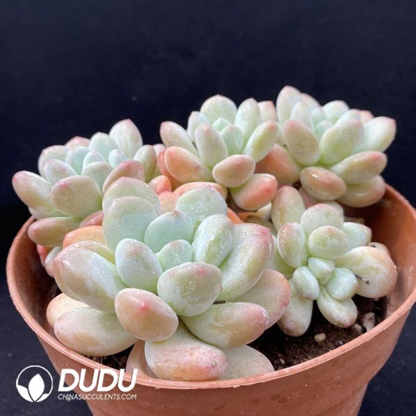 Pachyveria Perfume Orange Cluster - Image 2