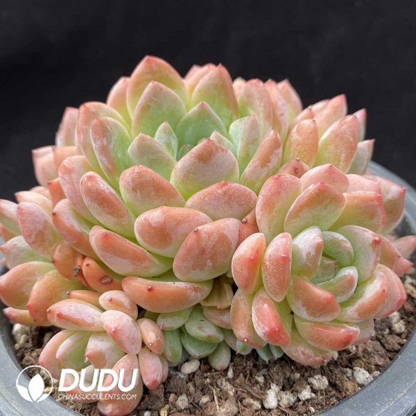 Echeveria Sakura Dream Cluster - Image 2
