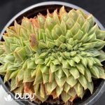 Echeveria sp Gilo Cristata - Image 2