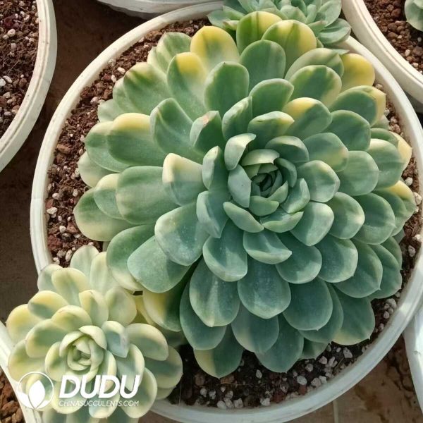 Echeveria Strawberry Ice Variegated - Image 2