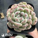 Echeveria Viyant - Image 2