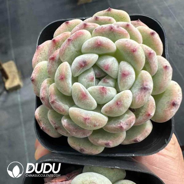 Echeveria Viyant - Image 2