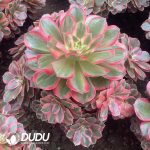 Aeonium Lafite Clustering - Image 2