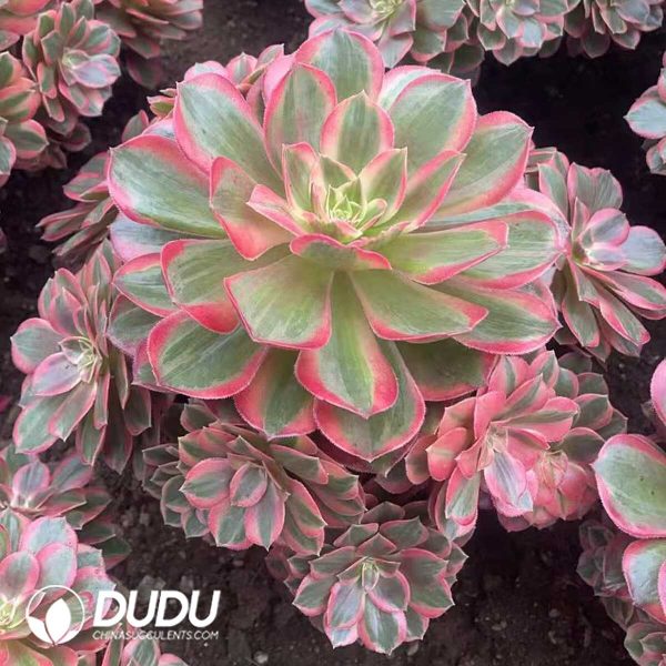 Aeonium Lafite Clustering - Image 2