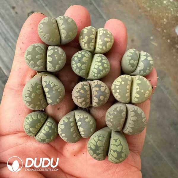 Lithops otzeniana Nel - Image 2