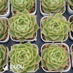 Echeveria Ice Crust - Image 2