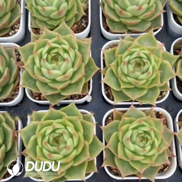 Echeveria Ice Crust - Image 2