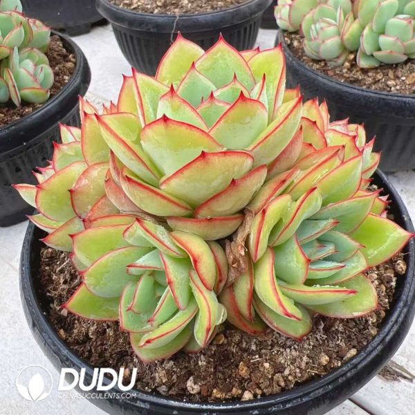 Echeveria Peony Pavilion whole Clustering - Image 2