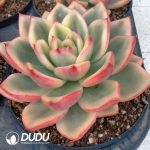 Echeveria Large Azure Variegated Single Head with Pups - Image 2