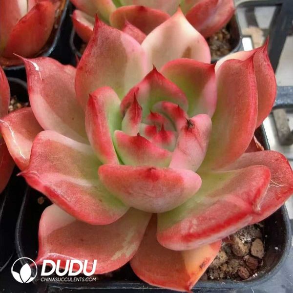 Echeveria Staples Variegated - Image 2