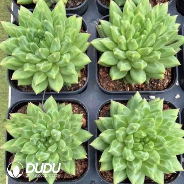 Pachyphytum Oracle - Image 2